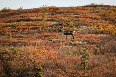 Reindeer standing on field