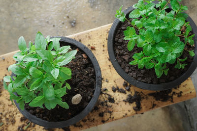 High angle view of potted plant on table