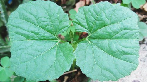 Close-up of insect on leaf