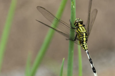 Close-up of dragonfly on plant