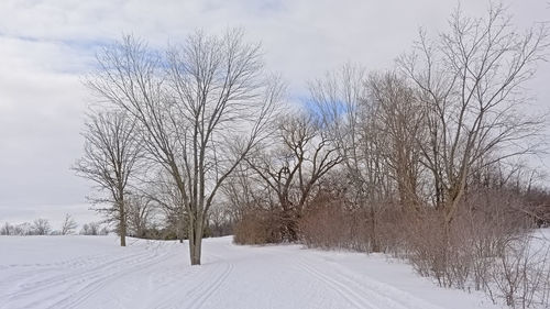 Bare trees on snow covered field against sky
