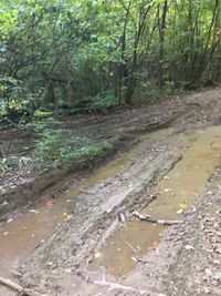 Stream flowing in forest