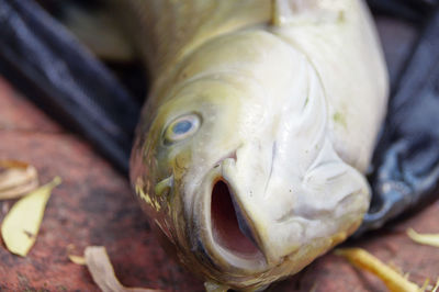 Close-up of seafood for sale at market