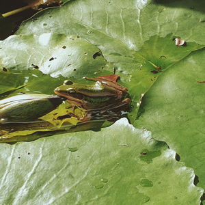 Close-up of green leaves floating on a water