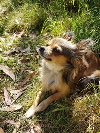 Close-up of dog sitting on field