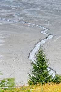 High angle view of trees on wet shore