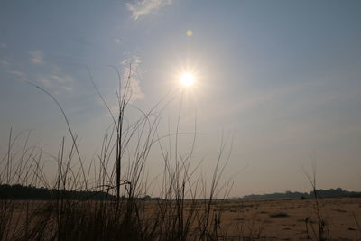 Grass against sky during sunset