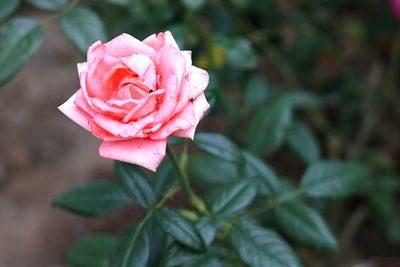 Close-up of pink rose