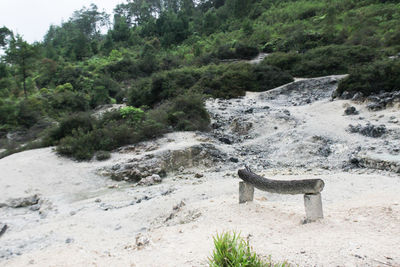 View of an animal on land