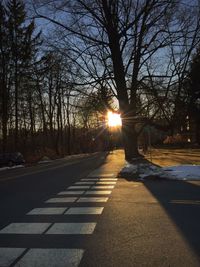 Sun shining through trees