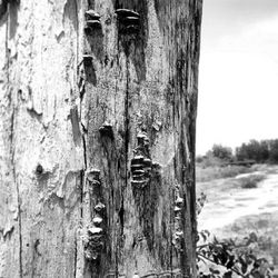 Close-up of wooden door