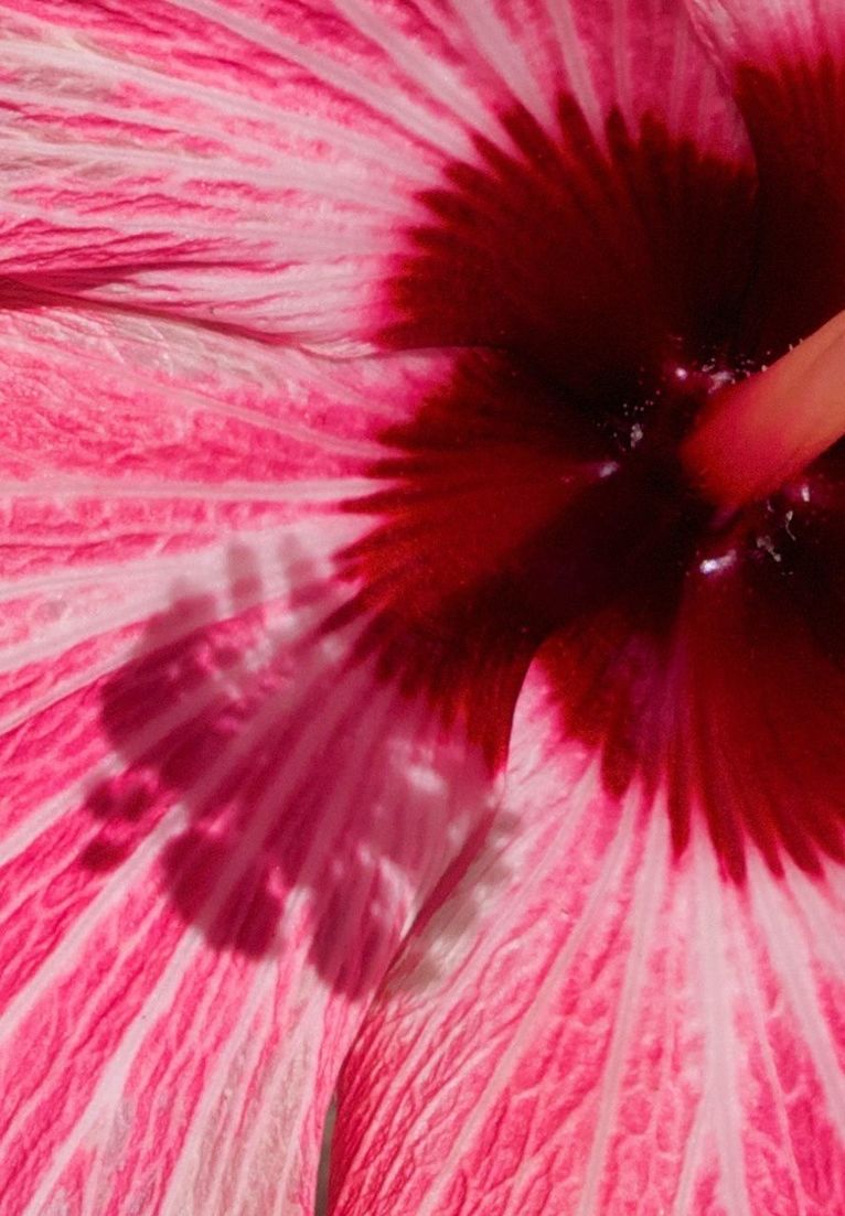 flower, pink color, full frame, backgrounds, flower head, freshness, petal, red, fragility, close-up, beauty in nature, single flower, pink, extreme close-up, growth, stamen, nature, pollen, macro, natural pattern