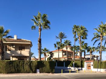 Palm trees and buildings against clear blue sky