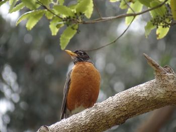 Low angle view of bird perching on branch