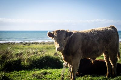 Cow free roaming on the coast