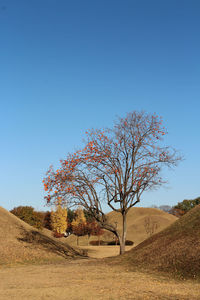 Persimmon tree at daereungwon royal tomb park with the blue sky in autumn, gyeongju, soutn korea