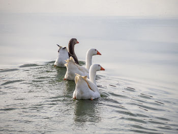 View of swans swimming in lake