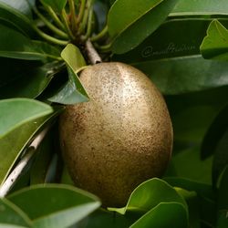 Close-up of fruit on tree