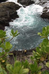 Close-up of turtle in sea