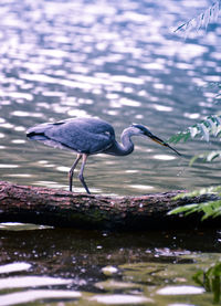 Bird perching at lake