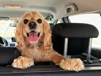 Dog sitting in car