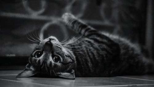 Close-up portrait of cat