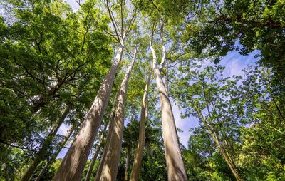 Low angle view of bamboo trees in forest