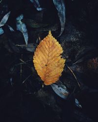 Close-up of dry maple leaf