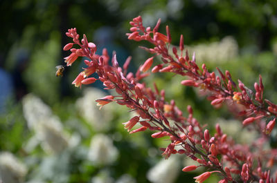 Close-up of pink flowers in bloom during sunny day