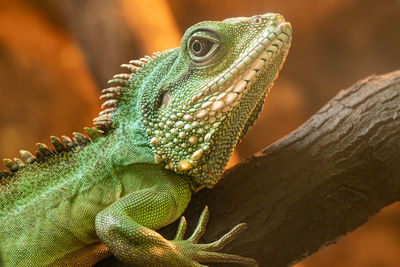 Close up portrait of a chinese water dragon on a branch