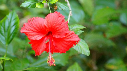 Close-up of red flower