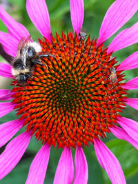 Close-up of bee on yellow flower