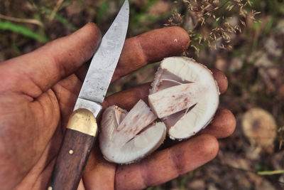 Close-up of hand holding mushrooms