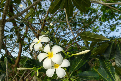 Low angle view of white flowering plant against trees