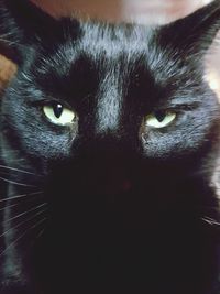 Close-up portrait of black cat