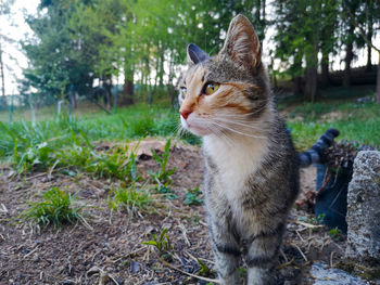 Cat looking away on field