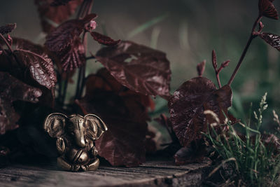 Close-up of dry leaves on plant and ganesh