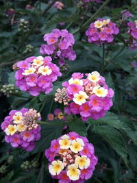 Close-up of pink flowering plants