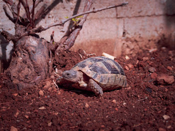 Close-up of turtle on ground