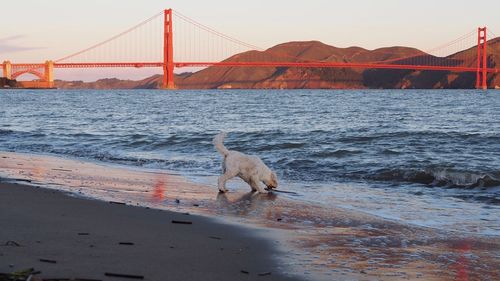 Golden gate bridge over sea against sky