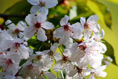 Close-up of white cherry blossoms