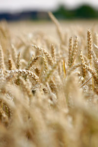 Close-up of stalks in field