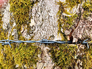 Close-up of moss growing on tree trunk