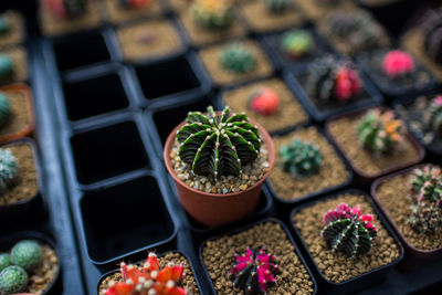 High angle view of potted plants