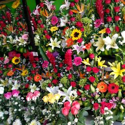 Close-up of multi colored flowers blooming outdoors