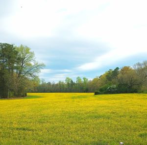 Scenic view of yellow flower field against sky