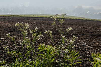 Plants growing on field