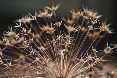 Close-up of cactus plants