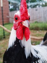 Close-up of rooster