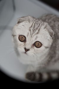 Close-up portrait of scottish fold cat
